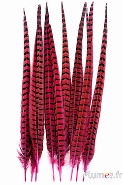 Feldfasan - 35-45 cm - fuchsia